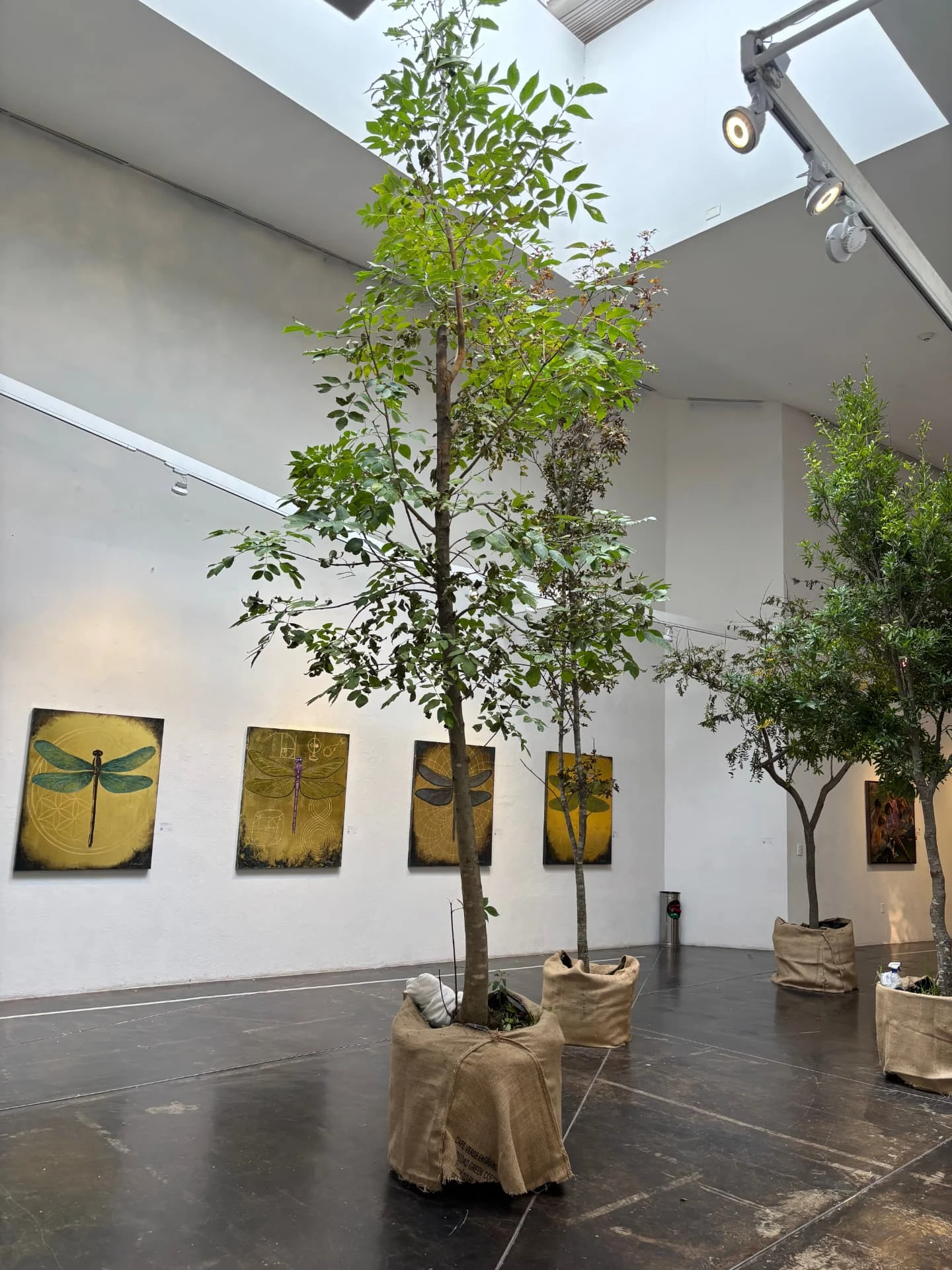 Árboles en la sala y serie de libélulas